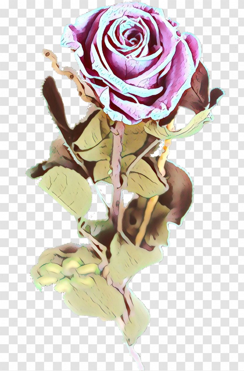 Garden Roses Cabbage Rose Cut Flowers Floral Design - Order - Plant Stem Transparent PNG