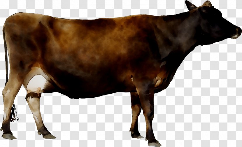 Dairy Cattle Calf Taurine Shorthorn - Cow Transparent PNG