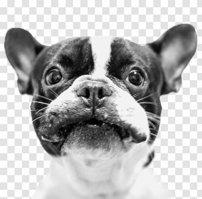 French Bulldog Boston Terrier Puppy Toy - Breed - FRENCH BULLDOG Transparent PNG