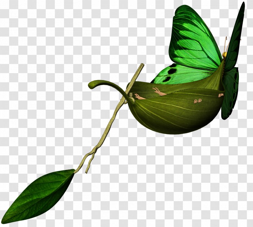 M. Butterfly Insect Pollinator Leaf - Butterflies Transparent PNG