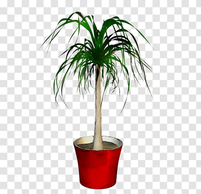 Palm Trees Flowerpot Plants Houseplant - Plant Stem Transparent PNG