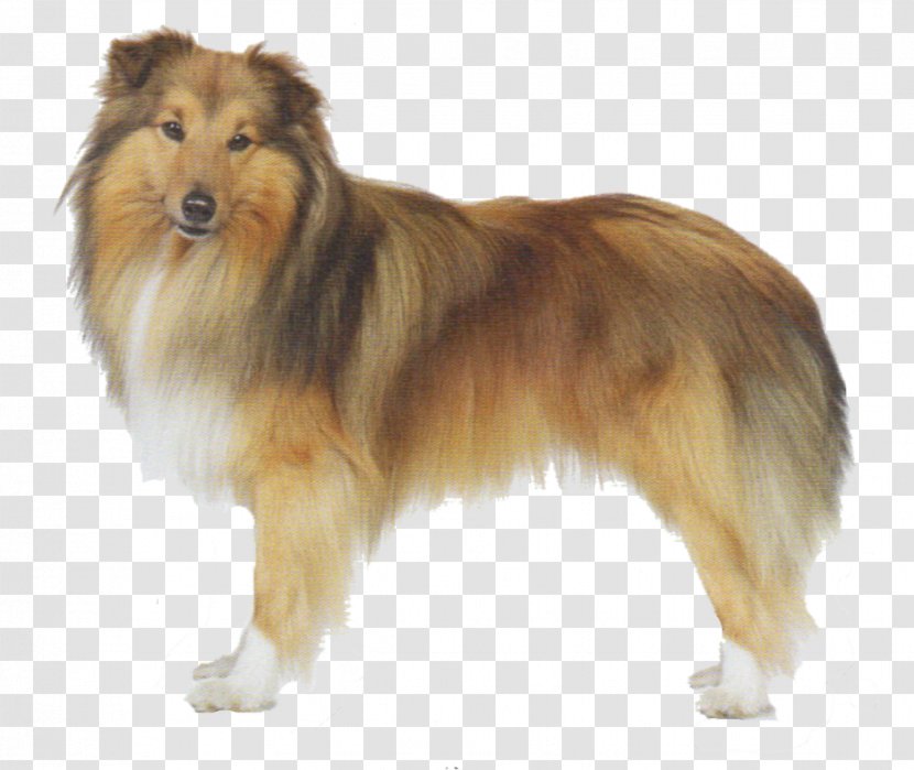 Shetland Sheepdog Old English Poodle Pony - Rough Collie Transparent PNG