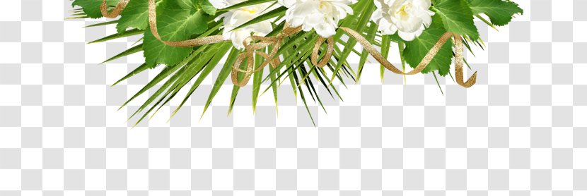 Twig Conifer Branch - Flower - Plant Stem Transparent PNG