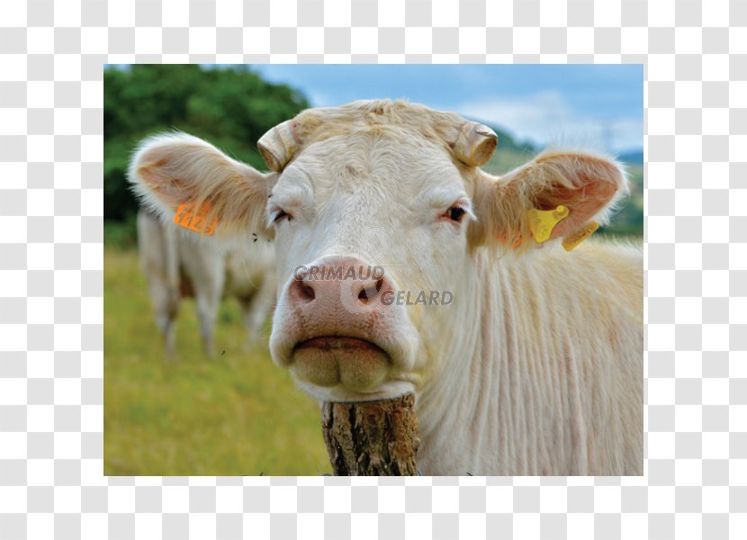 Dairy Cattle Calf Pasture Grazing - Vache Transparent PNG