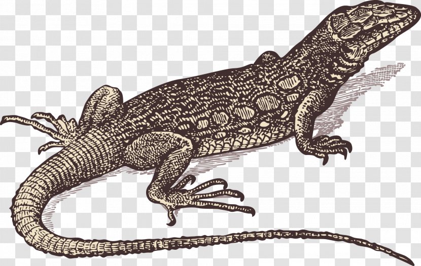 Lizard Gila Monster Drawing - Engraving Transparent PNG