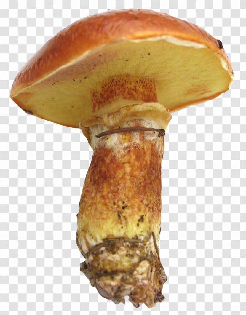 Edible Mushroom Icon - Penny Bun Transparent PNG