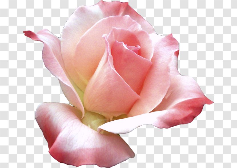 Preview Computer Software Clip Art - Rose - Who Transparent PNG