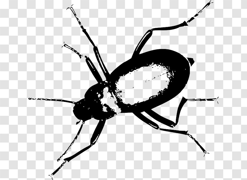 Darkling Beetle Clip Art - Pest - Insect Vector Transparent PNG