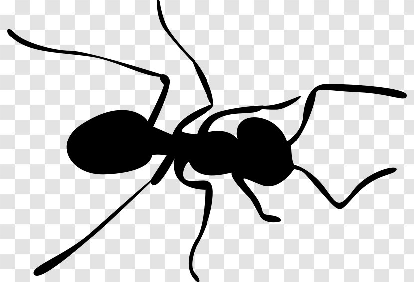 Ant Insect Bee Clip Art - Wing - Ants Transparent PNG