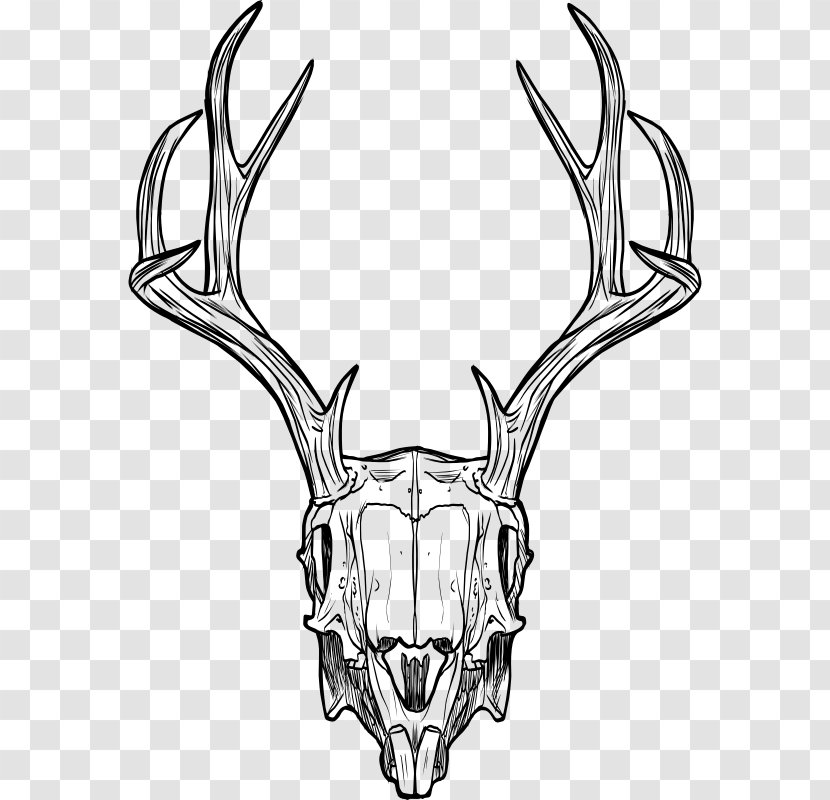 Jackalope Skull Antler Horn Drawing - Head Transparent PNG