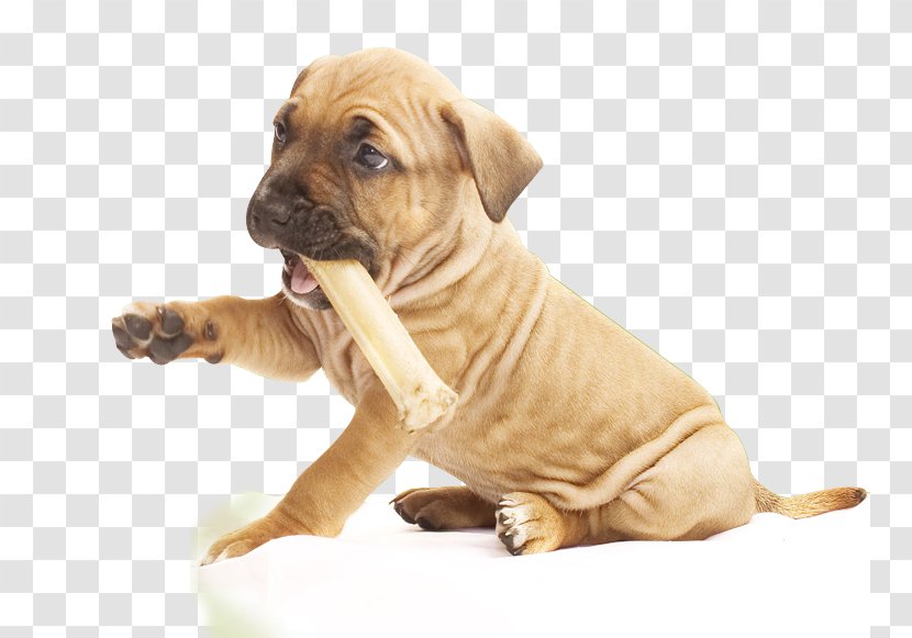Dog Breed Puppy Boerboel Boxer Tosa - Companion Transparent PNG
