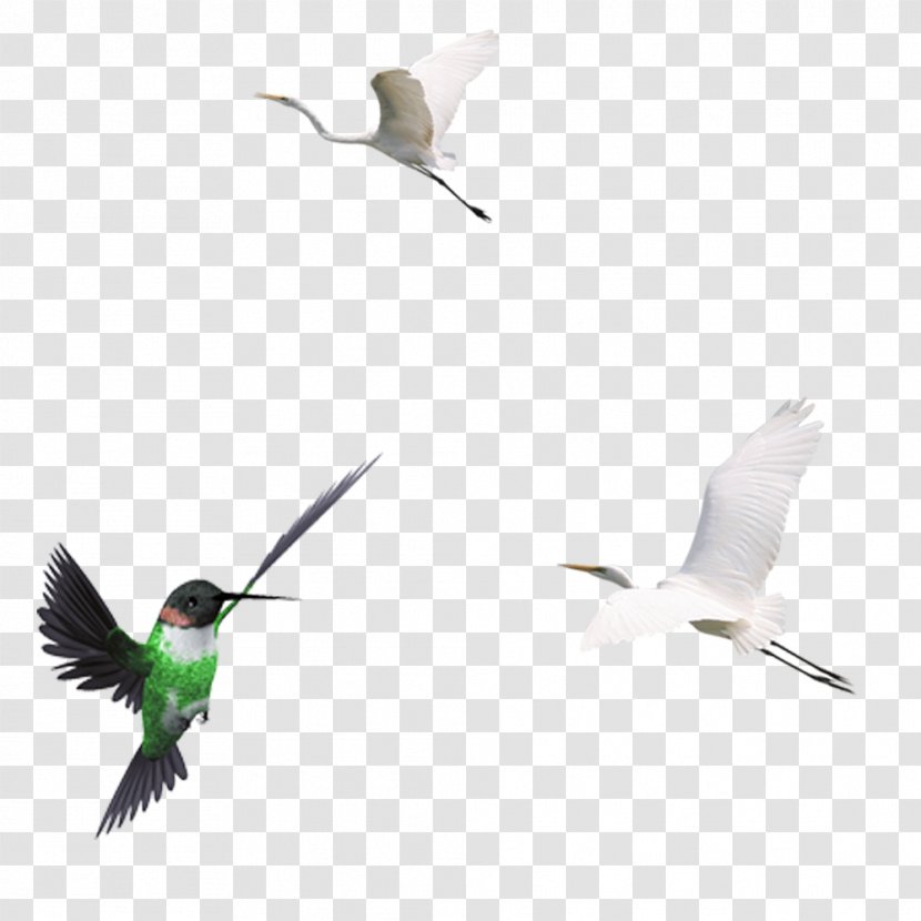 Hummingbird Crane - Gratis - And Black Birds Animal Transparent PNG