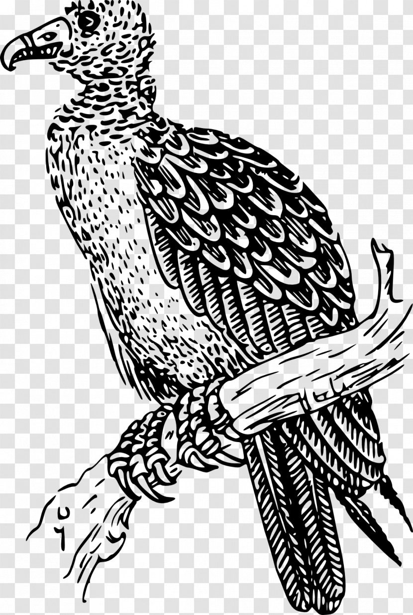 Buzzard Drawing Turkey Vulture Clip Art - Beak - Bird Transparent PNG