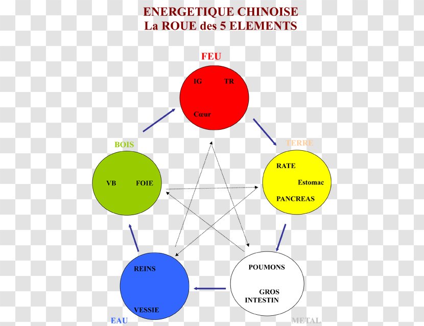 Reflexology Traditional Chinese Medicine Wu Xing Wheel Energy - Watercolor - Flower Transparent PNG