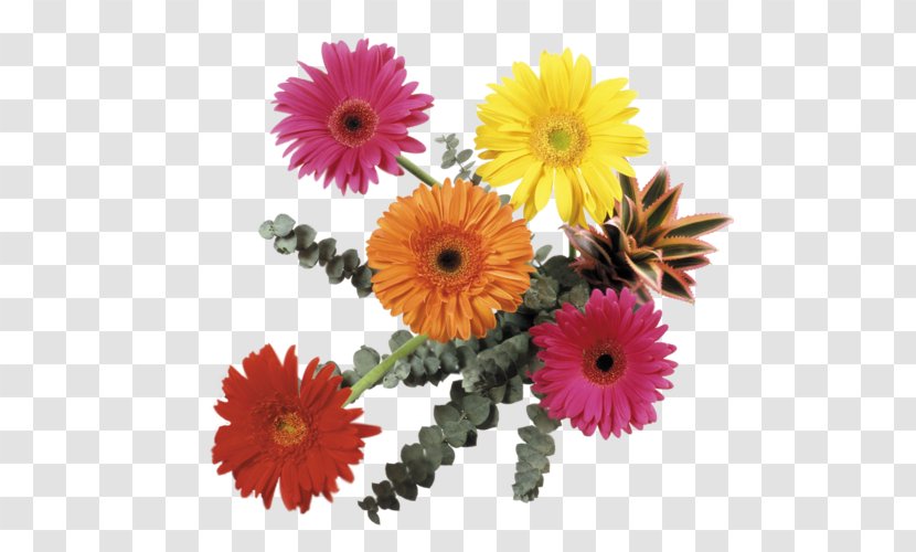 Flower Bouquet Transvaal Daisy Cut Flowers Clip Art - Gerbera Transparent PNG