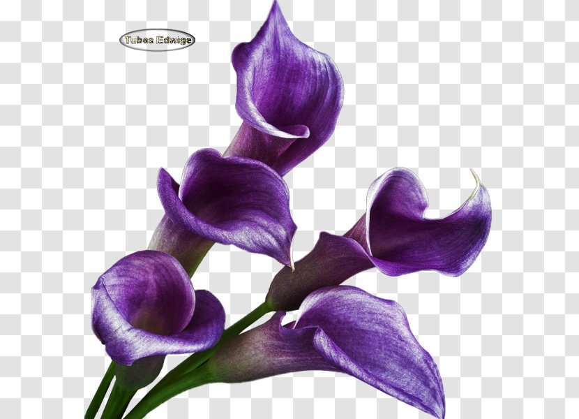 Cut Flowers Petal - Violet - Fleur Transparent PNG