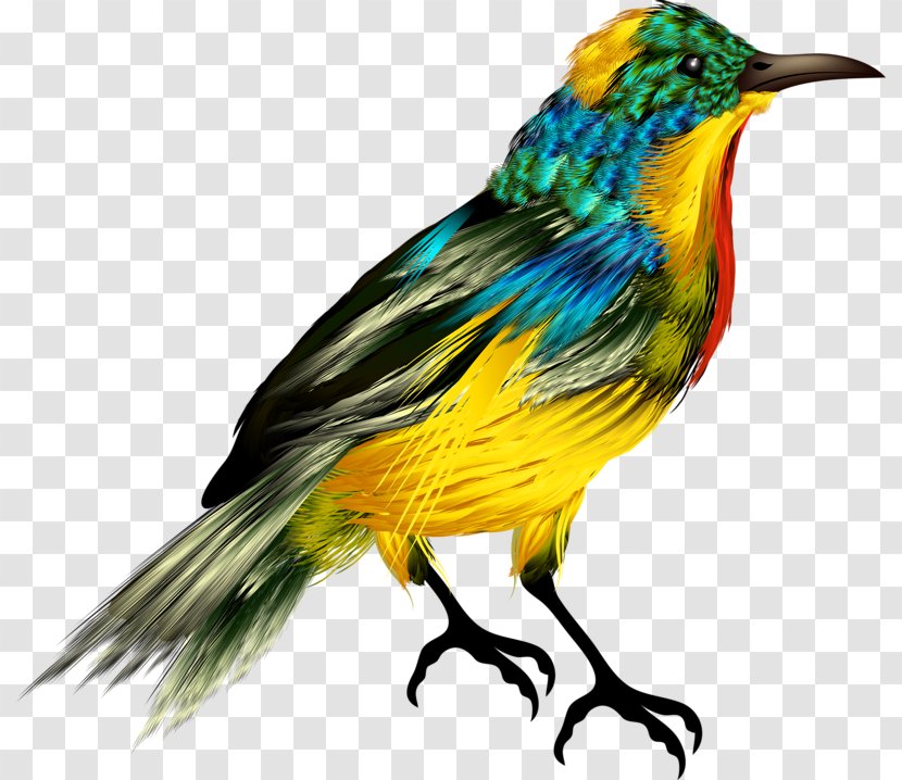 Bird - Painting - Fauna Transparent PNG