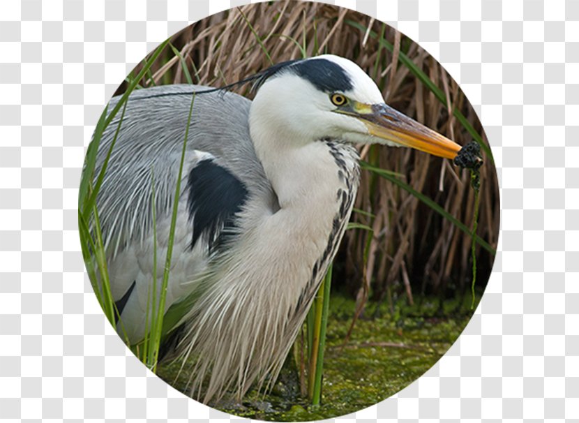 Intaka Island Egret Bird Nutrient Wetland Transparent PNG