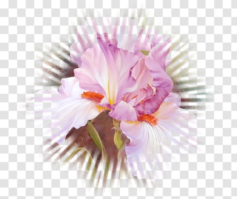 Watercolor Painting Art Flower Oil - Iris Croatica Transparent PNG