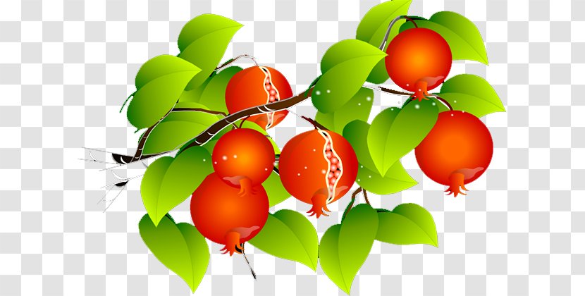 Barbados Cherry Pomegranate - Orange Transparent PNG