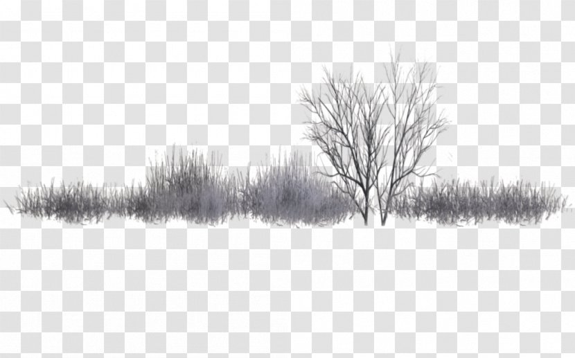 Populus Alba Nigra Shrub Tree Landscape - Deviantart - Winter Transparent PNG