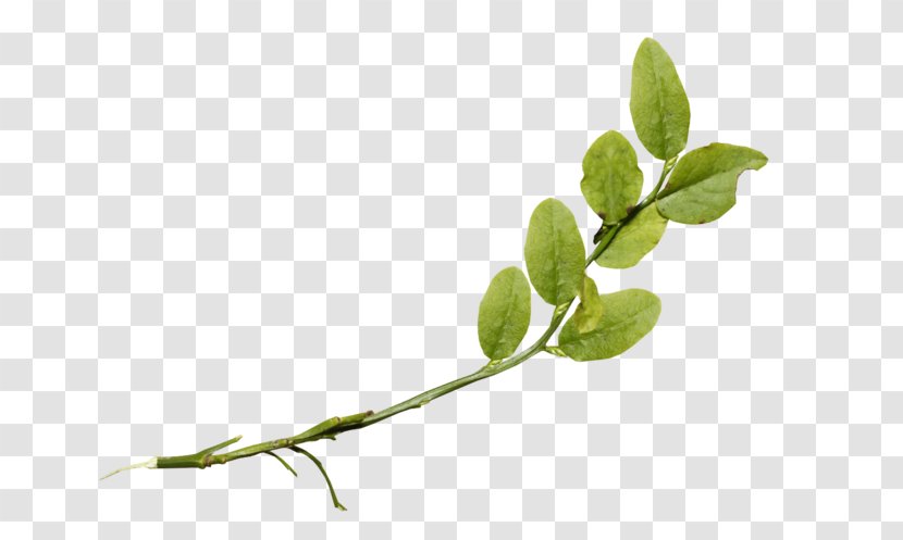 Twig Plant Stem Leaf Herb - Tree Transparent PNG