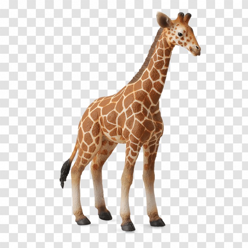 Calf Reticulated Giraffe Collecta Animal Figurine - Girrafe Transparent PNG
