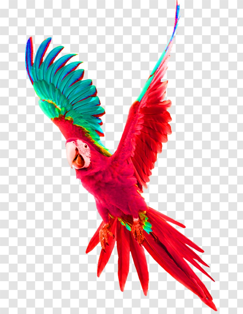Parrot Bird Budgerigar Tyburn Gallows - Feather Transparent PNG