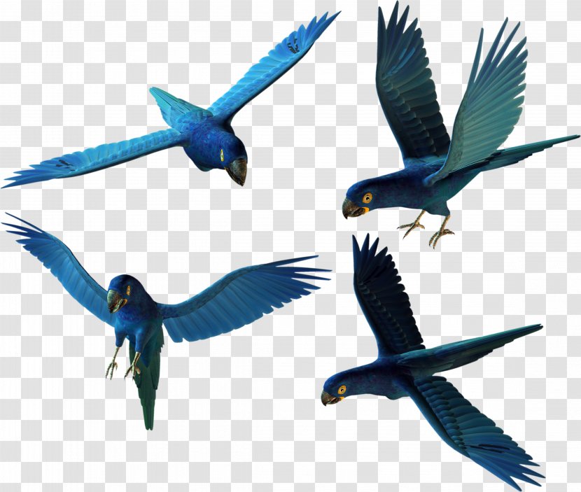 Bird Parrot - Wing Transparent PNG