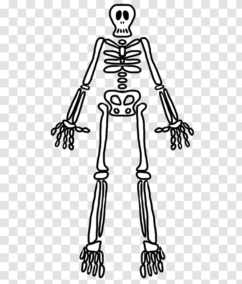 Finger Human Skeleton Homo Sapiens Bone - Tree - Flower Transparent PNG