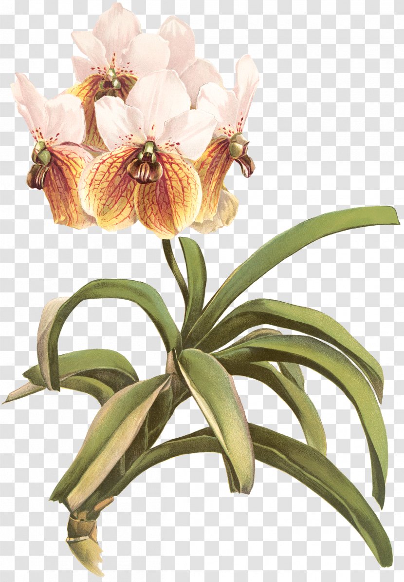 Reichenbachia: Orchids Illustrated And Described Waling-waling Image Stock Photography - Singapore Orchid - Fairy Light Transparent PNG