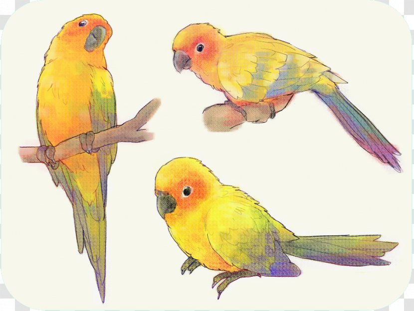 Budgerigar Lovebird Macaw Lories And Lorikeets - Bird Transparent PNG