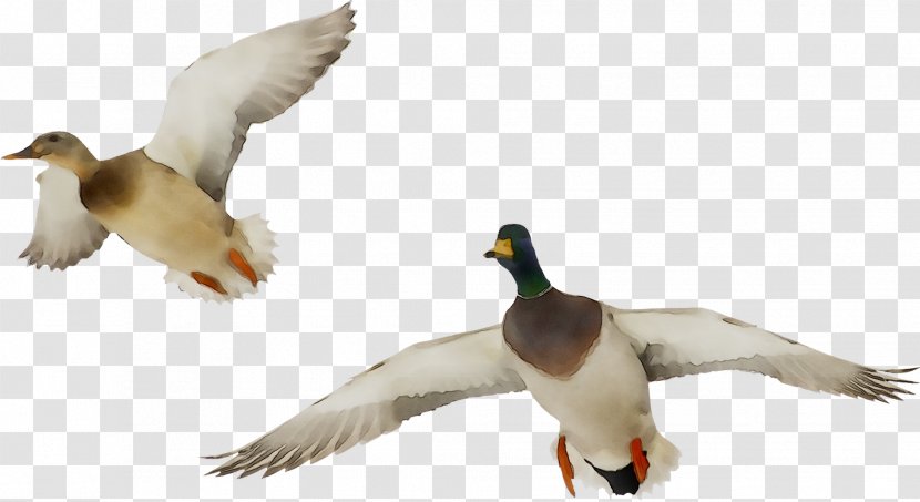 Mallard Duck Image Photography Goose - Vertebrate - Water Bird Transparent PNG