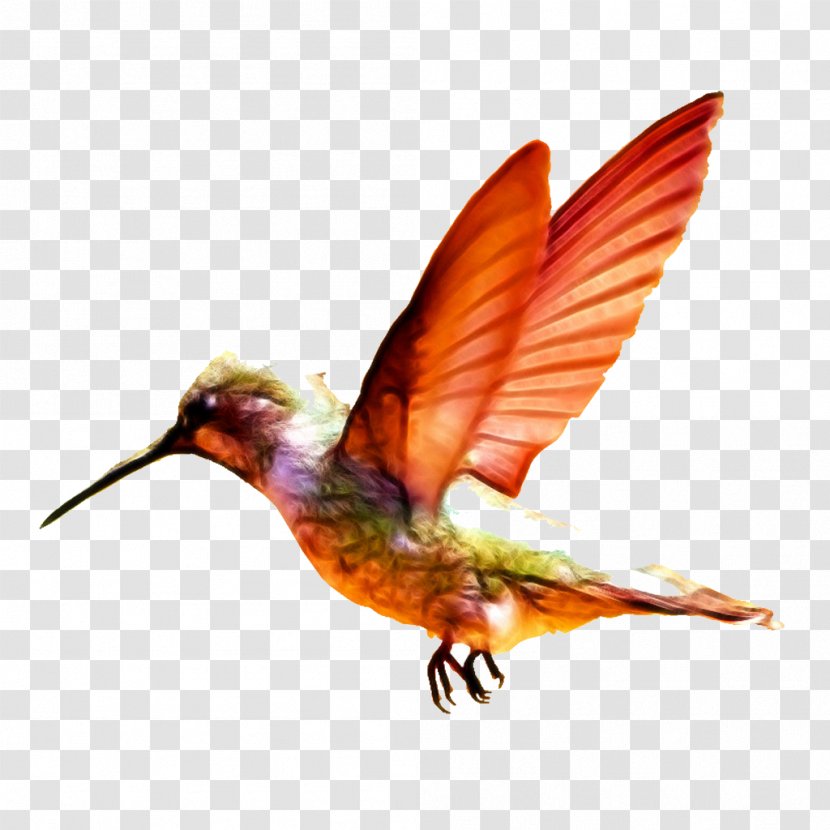 Charming Hummingbird Baby Transport Infant - Aliexpress - Orange Pretty Bird Transparent PNG