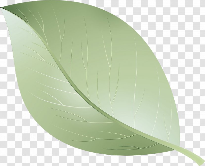 Leaf Green Table Plant Oval Transparent PNG