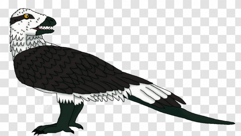 Vulture Water Bird Beak Fauna - Wildlife - Osprey Flight Distance Transparent PNG