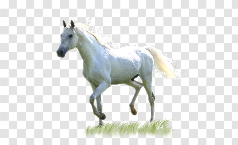 Mustang Mare Stallion Horses - Animal - Horse Transparent PNG
