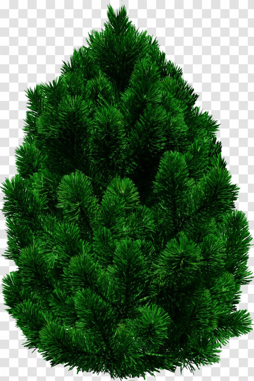 Tree - Shrub - Image Download Picture Transparent PNG
