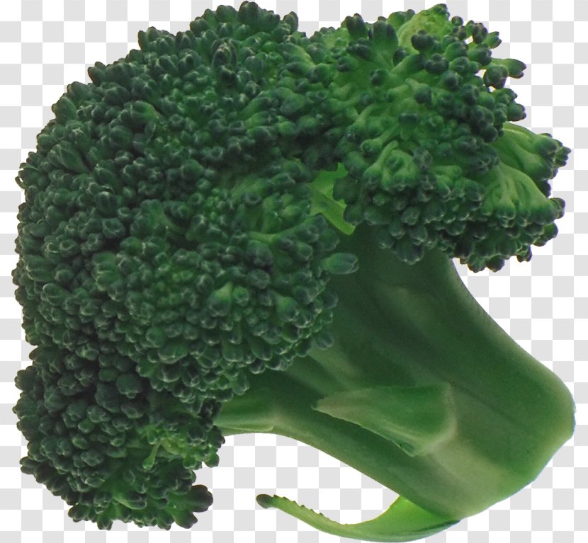 Broccoli Vegetable Graphics Software - Kale Transparent PNG