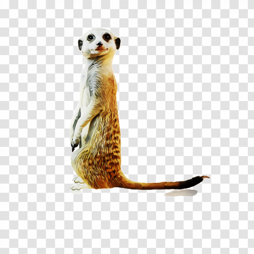 Meerkat Mongoose Wildlife Tail Transparent PNG