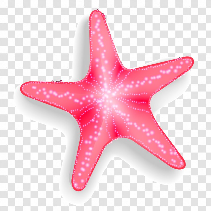 Starfish Euclidean Vector Pisaster Brevispinus - Pink Transparent PNG