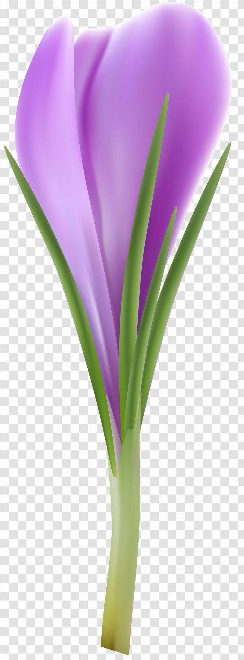 Flower Clip Art - Purple - Flowerpot Transparent PNG