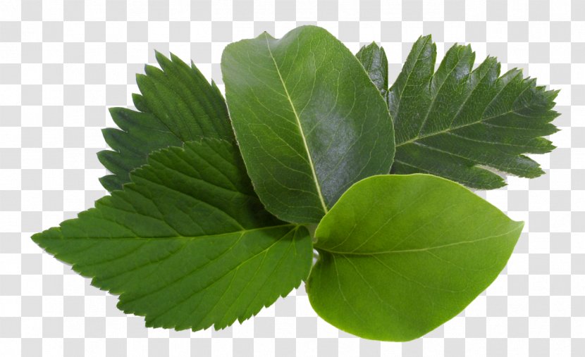 Leaf Tree Arum-lily Guiana Chestnut Plant - Grass Transparent PNG