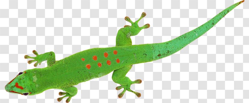 Gecko Lizard Chameleons Reptile Transparent PNG