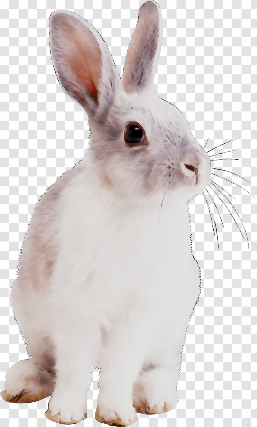 Domestic Rabbit Hare Whiskers Snout - Mammal Transparent PNG