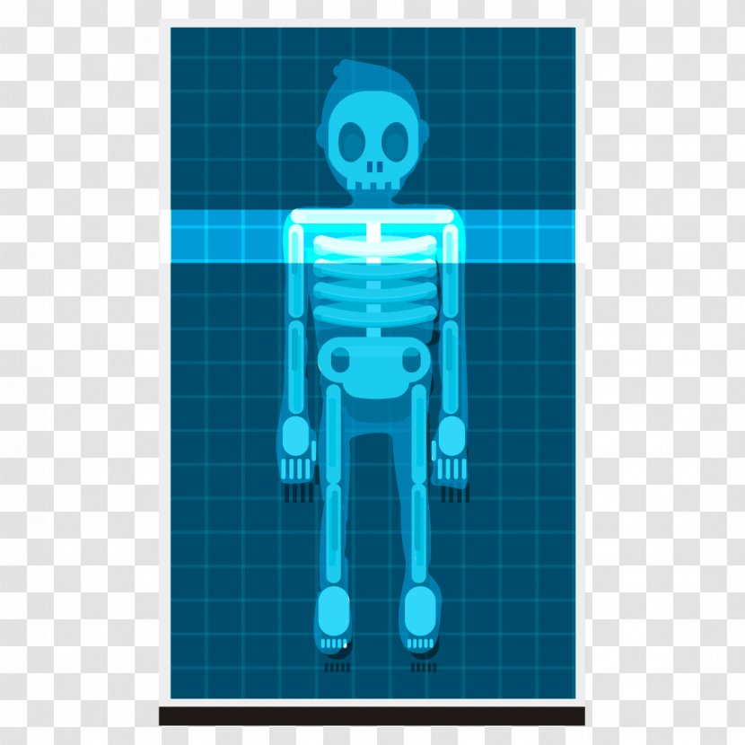 Human Skeleton Body X-ray Homo Sapiens - Technology Transparent PNG