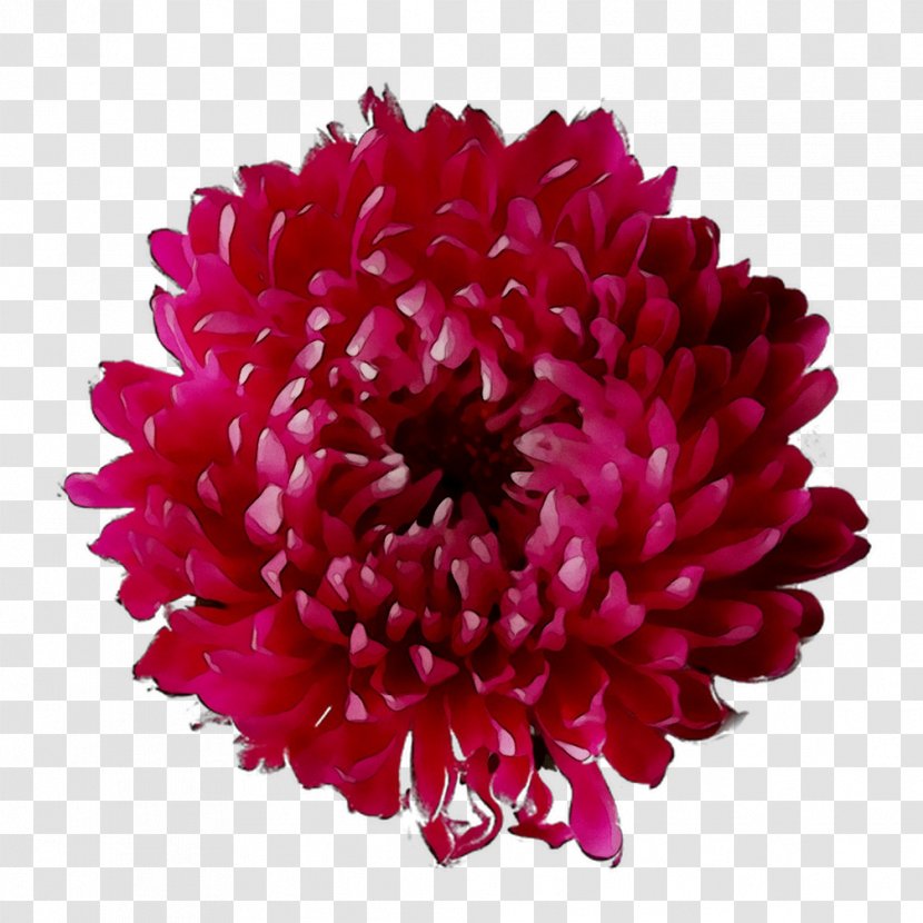 Dahlia Chrysanthemum Cut Flowers Magenta - China Aster Transparent PNG