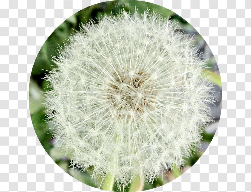 Dandelion Close-up - The Atmosphere Was Strewn With Flowers Transparent PNG