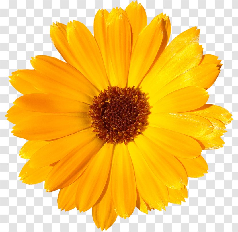 Common Sunflower Daisy Clip Art - Green - Flower Transparent PNG