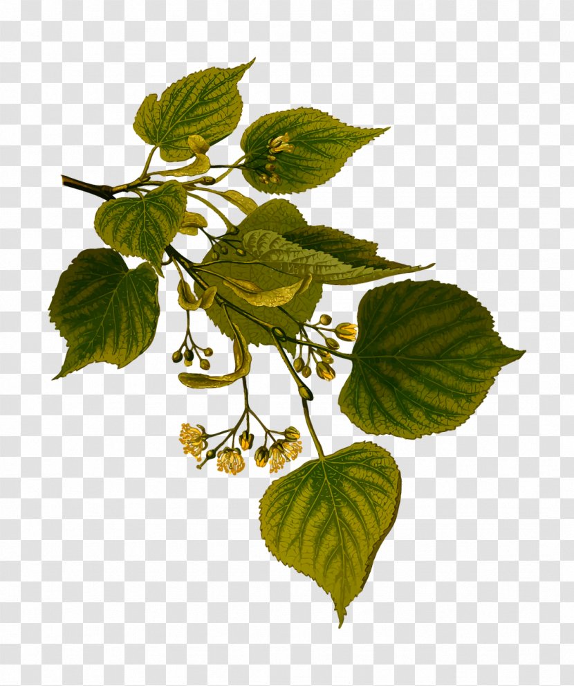 Tilia Cordata Kxf6hlers Medicinal Plants Tree Xd7 Europaea Botanical Illustration - Lindens - Decorative Transparent PNG
